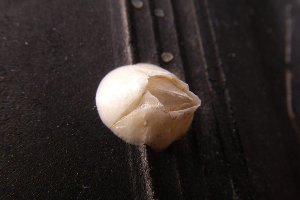 Havstulpansprognos nu i Kustvädret – varje tisdag och lördag